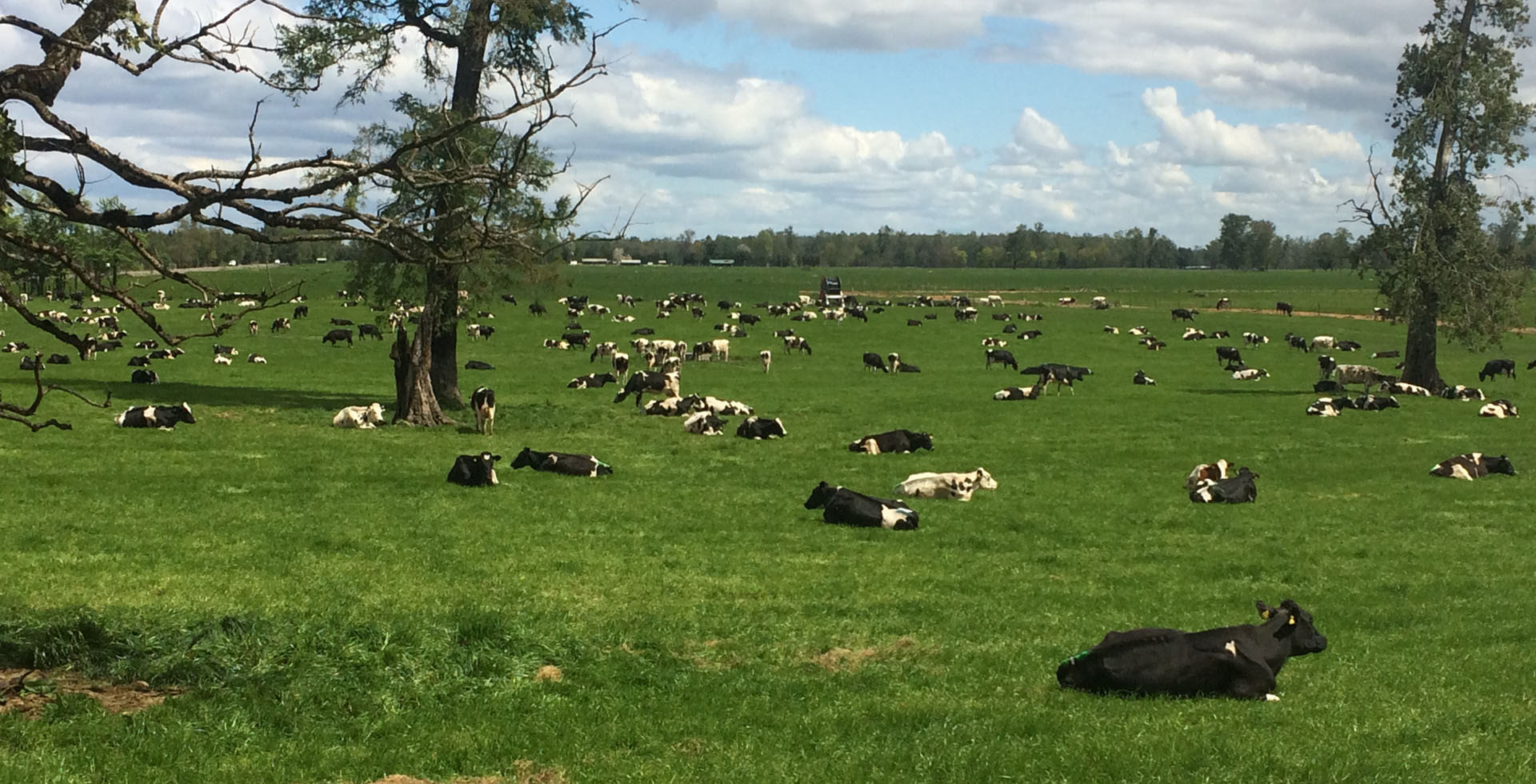 vacas echadas en el pasto verde